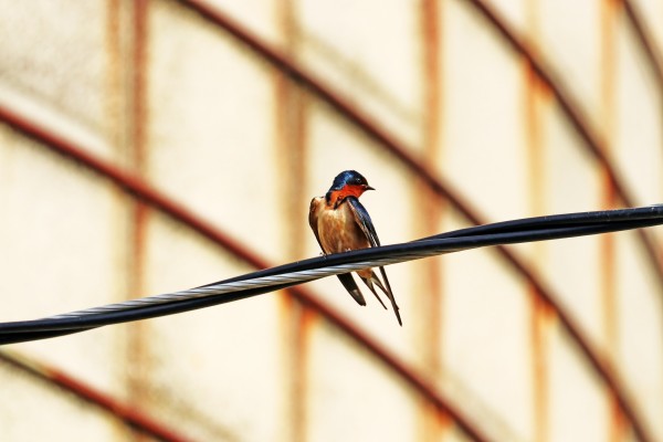 Barn Swallow Fine Feathers by Deb Oppermann